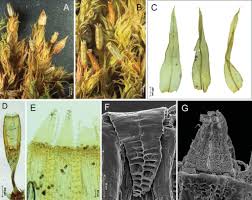 Attēlu rezultāti vaicājumam “Orthotrichum affine var. affine”