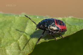 Attēlu rezultāti vaicājumam “Zicrona caerulea nymph”