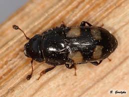 Attēlu rezultāti vaicājumam “Glischrochilus quadripunctatus imago”