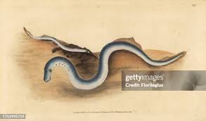 Attēlu rezultāti vaicājumam “Lampetra fluviatilis”