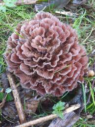 Image result for Podoscypha multizonata