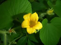 Attēlu rezultāti vaicājumam “Thladiantha dubia”