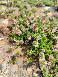 Attēlu rezultāti vaicājumam “Glaux maritima flower”