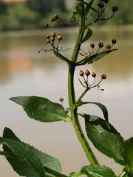 Attēlu rezultāti vaicājumam “Scrophularia umbrosa flower”