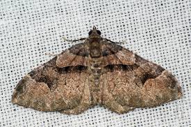 Attēlu rezultāti vaicājumam “Catarhoe rubidata”