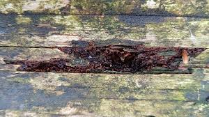 Attēlu rezultāti vaicājumam “Cribraria macrocarpa young”