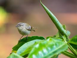 Image result for Phylloscopus humei