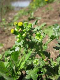 Attēlu rezultāti vaicājumam “Senecio vulgaris”
