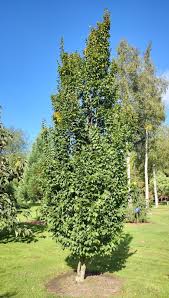 Attēlu rezultāti vaicājumam “Carpinus”