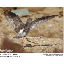 Image result for Tringa erythropus