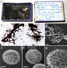 Attēlu rezultāti vaicājumam “Hemitrichia leiotricha spores”