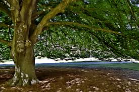 Attēlu rezultāti vaicājumam “Fagus sylvatica fo. laciniata”