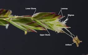 Attēlu rezultāti vaicājumam “Poa pratensis flower”