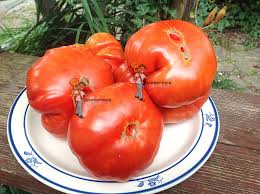 Afbeeldingsresultaat voor millionaire tomato