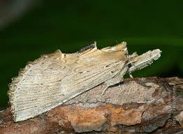 Attēlu rezultāti vaicājumam “Pterostoma palpina”
