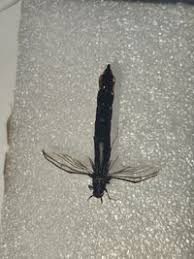 Attēlu rezultāti vaicājumam “Lymexylidae”