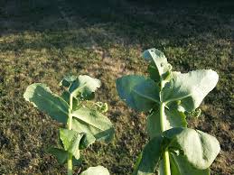 Attēlu rezultāti vaicājumam “Hylotelephium maximum leaf”