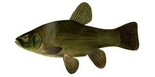 Image result for Tinca tinca