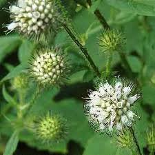 Image result for Dipsacus pilosus