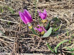 Attēlu rezultāti vaicājumam “Erythronium sibiricum flower”