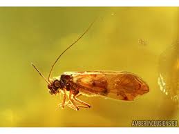 Attēlu rezultāti vaicājumam “Psocoptera”