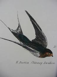 Attēlu rezultāti vaicājumam “Hirundinidae”