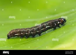 Attēlu rezultāti vaicājumam “Eupsilia transversa”