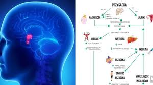 Image result for przyk adnica