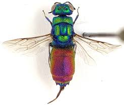 Attēlu rezultāti vaicājumam “Chrysididae”