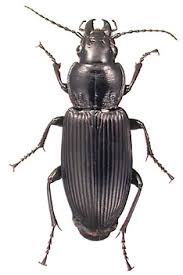 Attēlu rezultāti vaicājumam “Pterostichus melanarius”