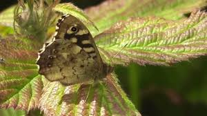 Attēlu rezultāti vaicājumam “Pararge aegeria underside”