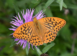 Attēlu rezultāti vaicājumam “Argynnis paphia”