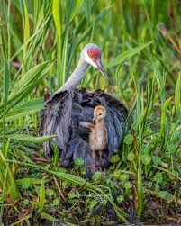 Attēlu rezultāti vaicājumam “Grus grus nest”