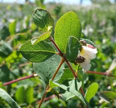 Attēlu rezultāti vaicājumam “Symphoricarpos albus flower”