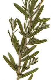 Attēlu rezultāti vaicājumam “Comatricha pulchella stalked”