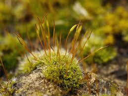 Attēlu rezultāti vaicājumam “Tortula lingulata macro”