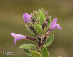 Attēlu rezultāti vaicājumam “Acinos arvensis flower”