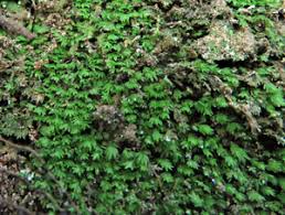 Attēlu rezultāti vaicājumam “Fissidens arnoldii sporophyte”