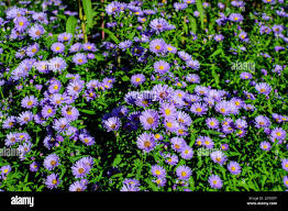 Image result for Aster amellus