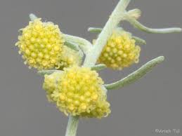Image result for Artemisia absinthium