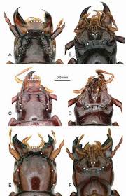 Attēlu rezultāti vaicājumam “Pterostichus sp.”