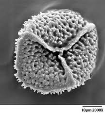 Attēlu rezultāti vaicājumam “Dichodontium pellucidum macro”
