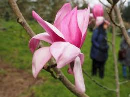 Attēlu rezultāti vaicājumam “Magnolia cylindrica”