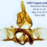 Attēlu rezultāti vaicājumam “Capua vulgana”