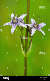 Attēlu rezultāti vaicājumam “Swertia perennis flower”