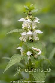 Attēlu rezultāti vaicājumam “Lamium album flower”