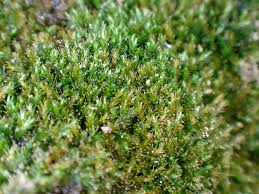 Attēlu rezultāti vaicājumam “Conardia compacta”