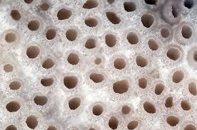 Attēlu rezultāti vaicājumam “Porotheleum fimbriatum”