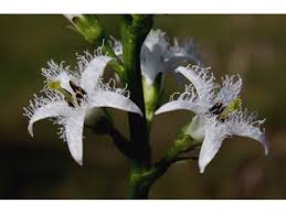 Attēlu rezultāti vaicājumam “Menyanthes trifoliata”