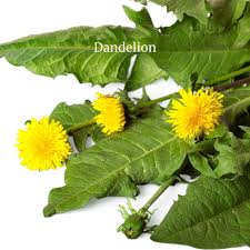 Attēlu rezultāti vaicājumam “Taraxacum suecicum leaf”